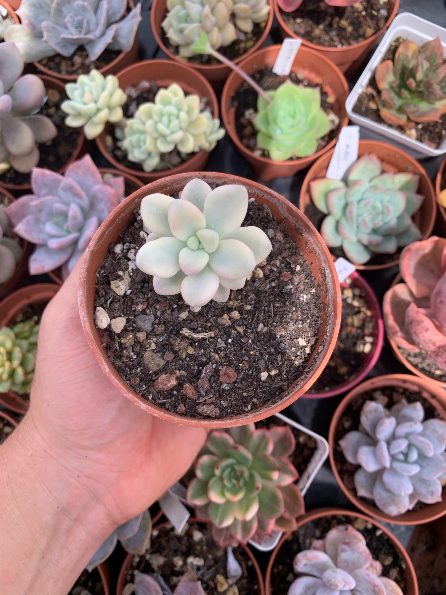 Graptopetalum "Ellen" variegado Korean