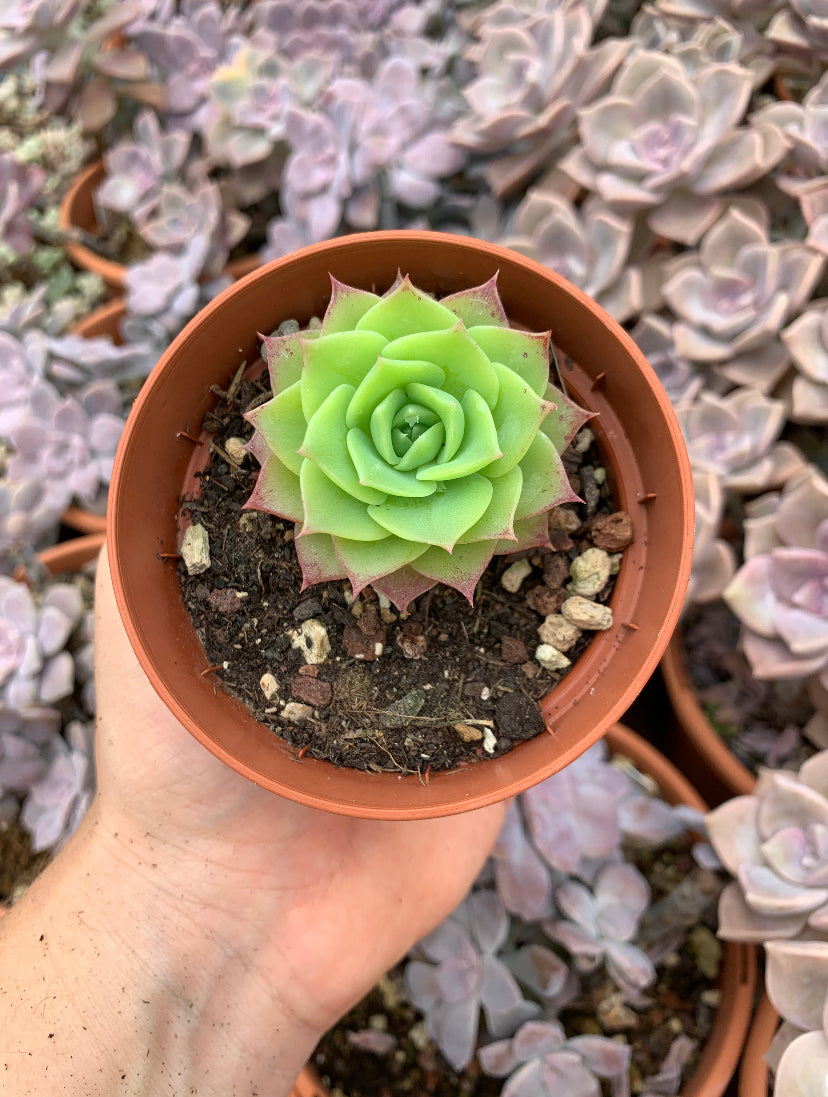 Graptoveria "Jadeita"