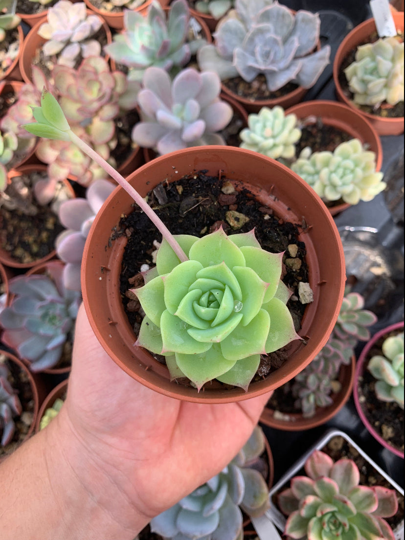 Graptoveria "Jadeita"