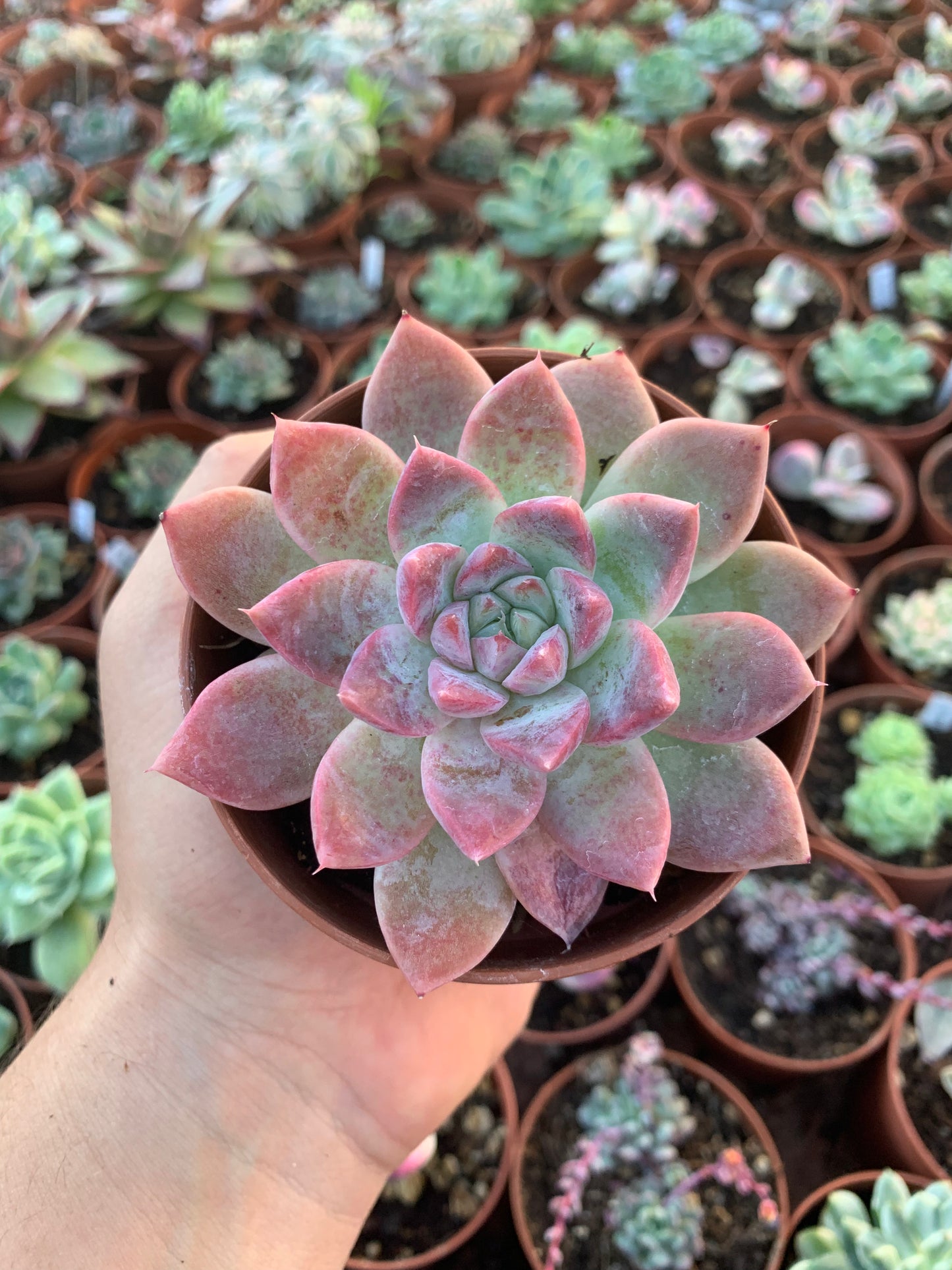 Echeveria "Rosa Nera"