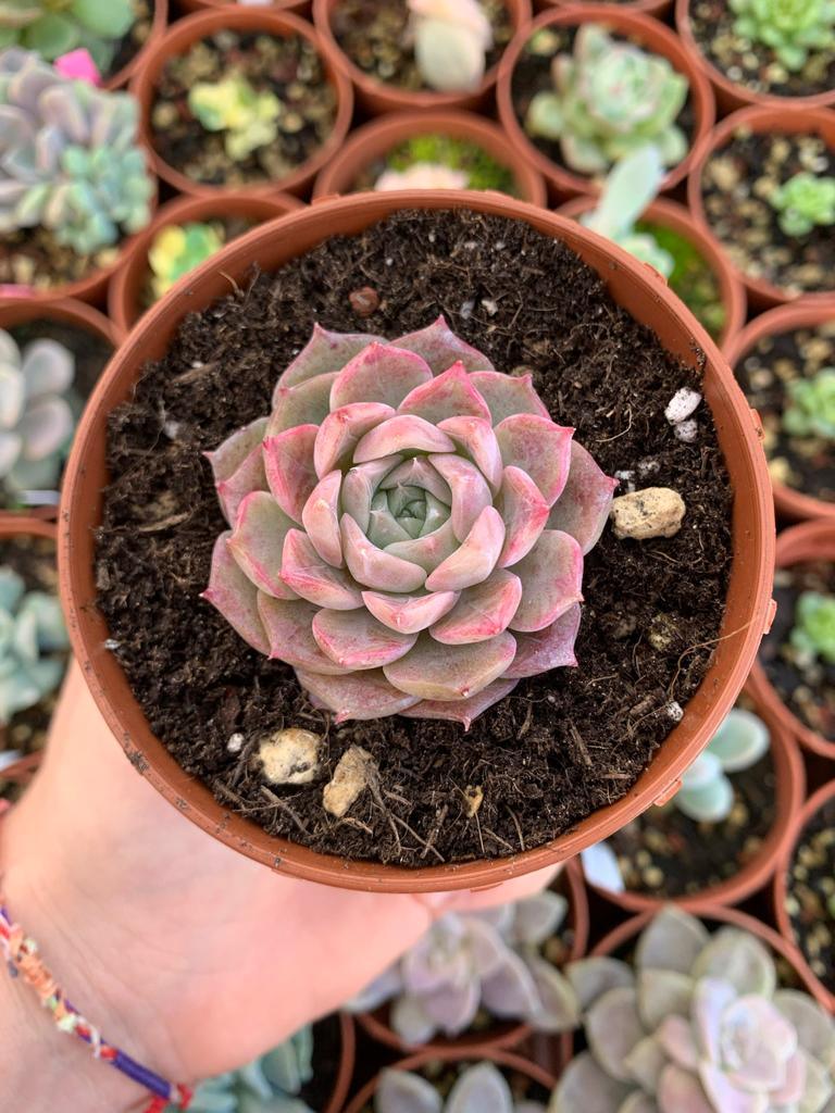 Echeveria hyalina hybrid  Korean by ChangHee - Succulovers