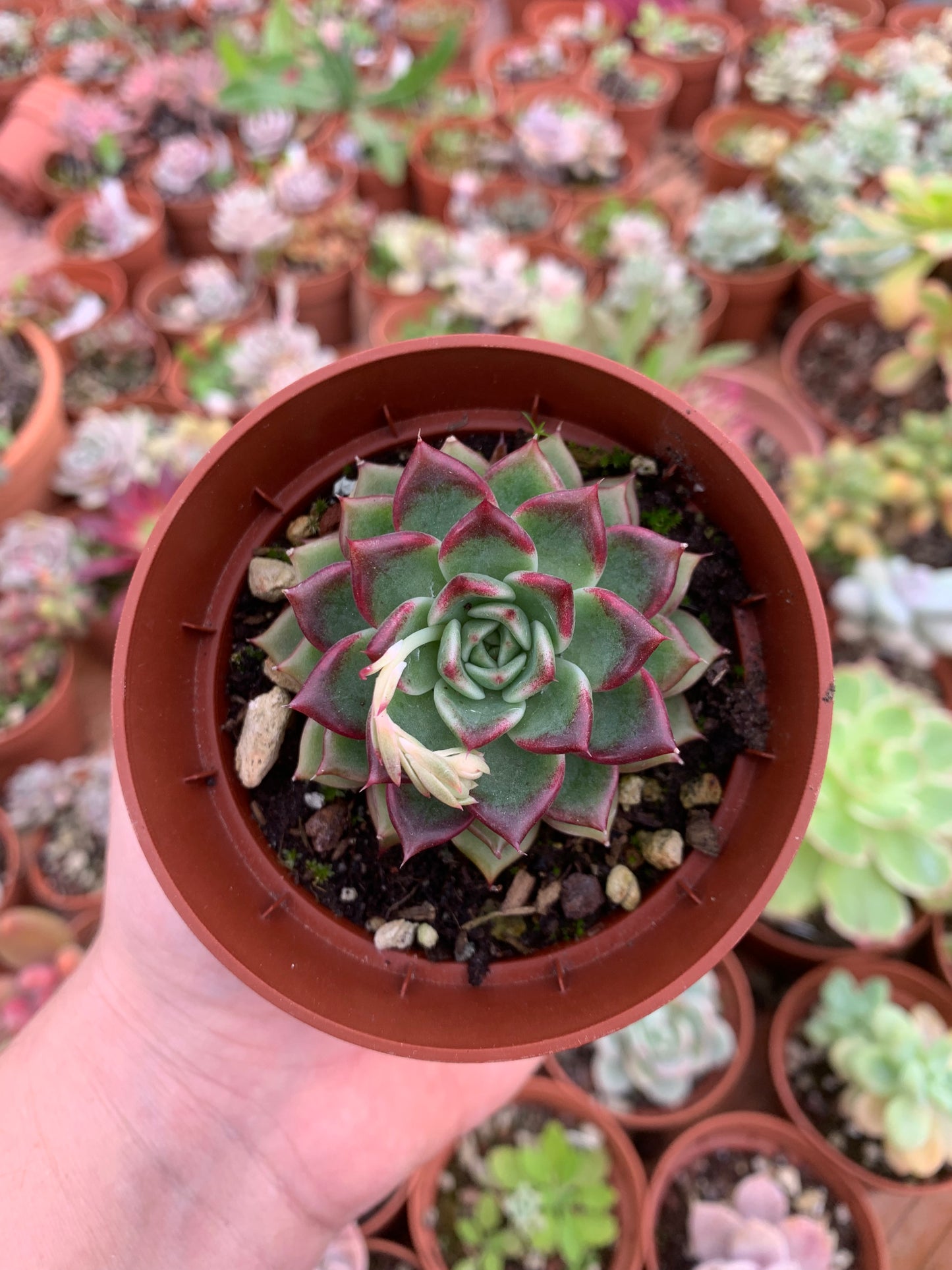Echeveria "halloween"