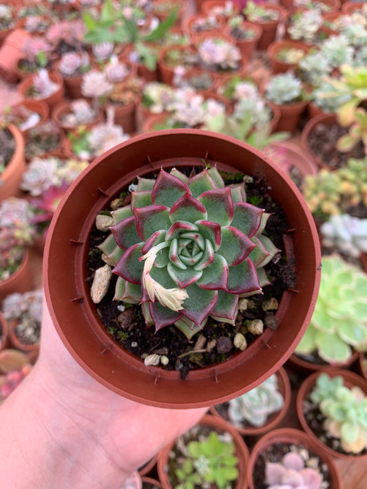Echeveria "halloween"