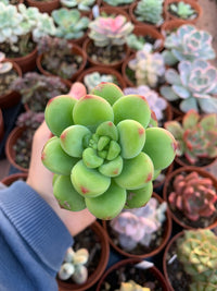 Pachyveria „Deborah“ Koreanisch