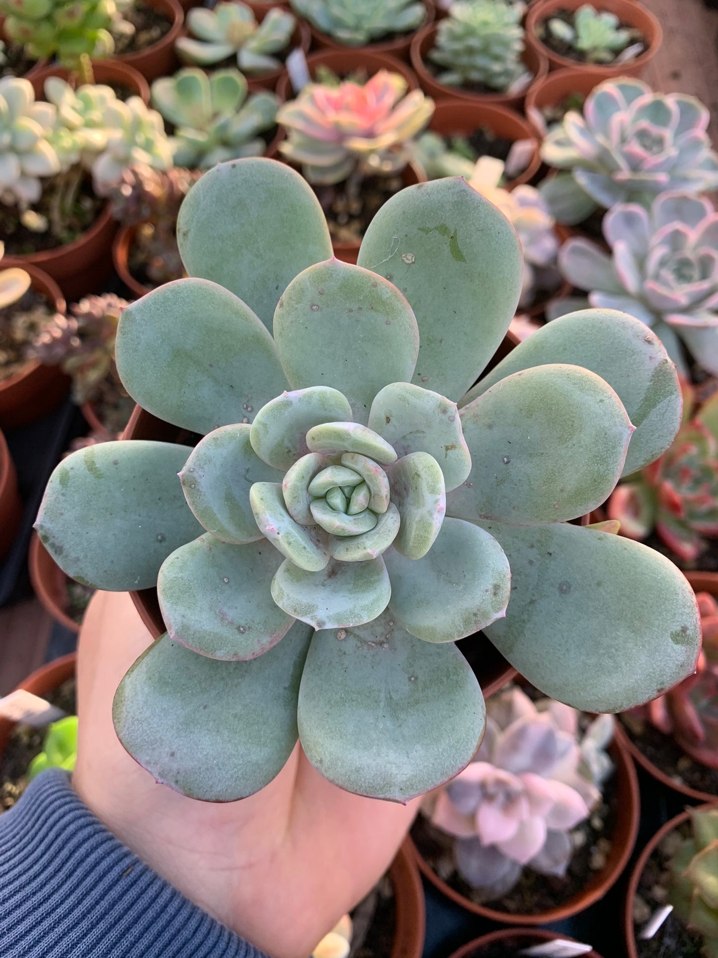 Echeveria "Soul Mint" (E. laui x E. lau026) Korean by Air Magic