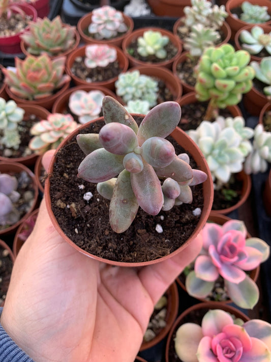 Pachysedum "Ganzhou"