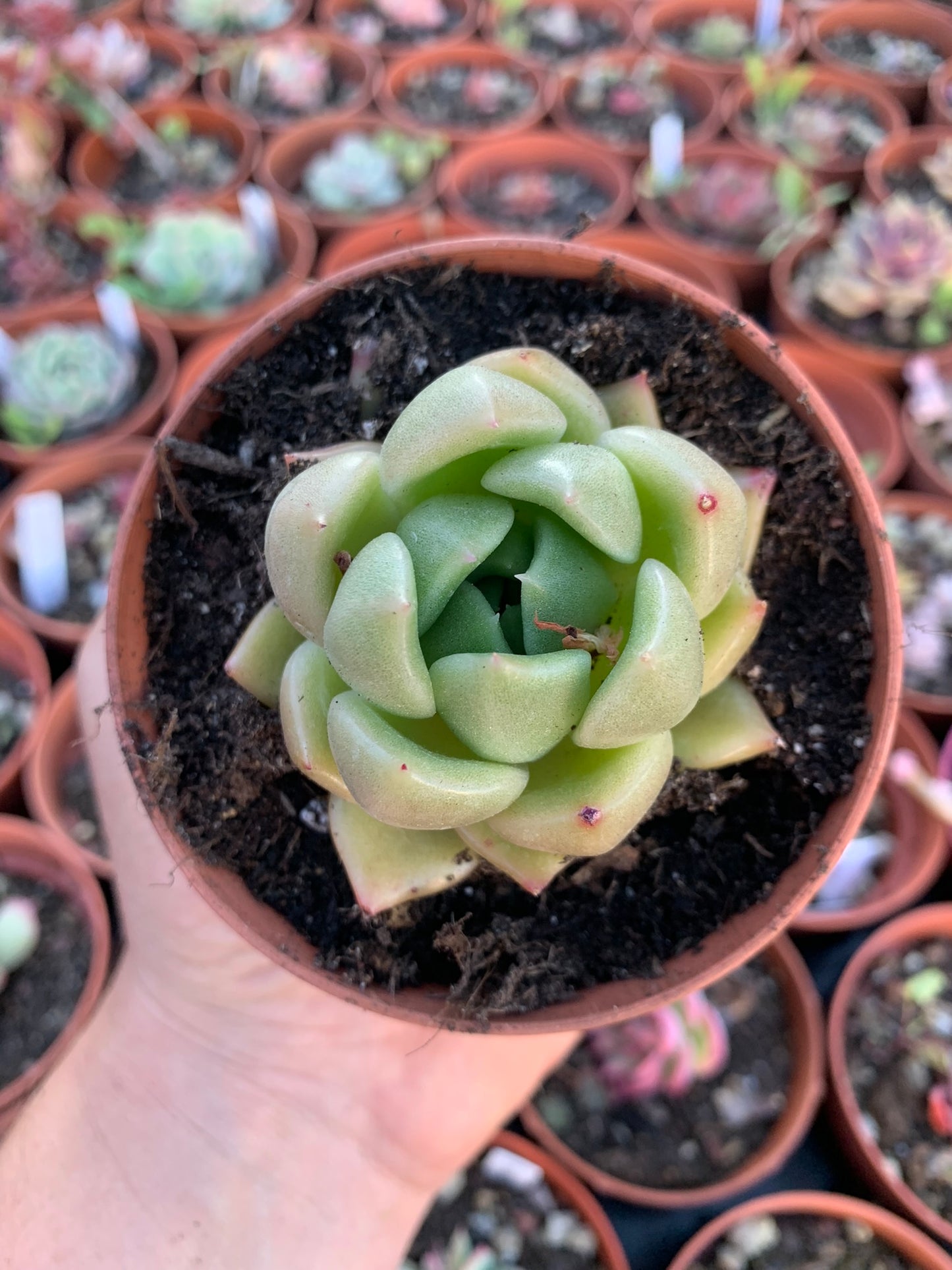 Echeveria "Monroe arancione"