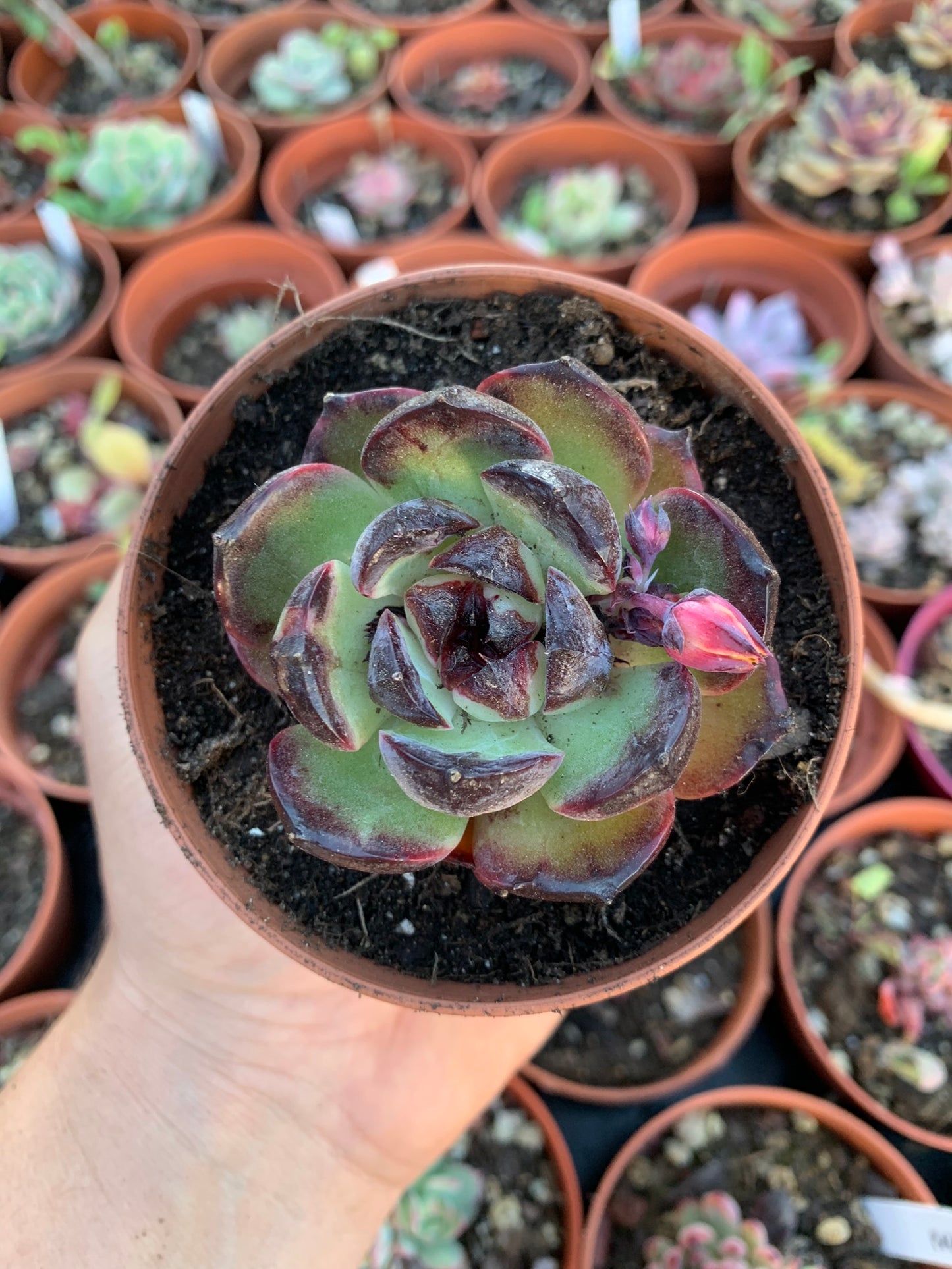 Echeveria "Rosa Negra"