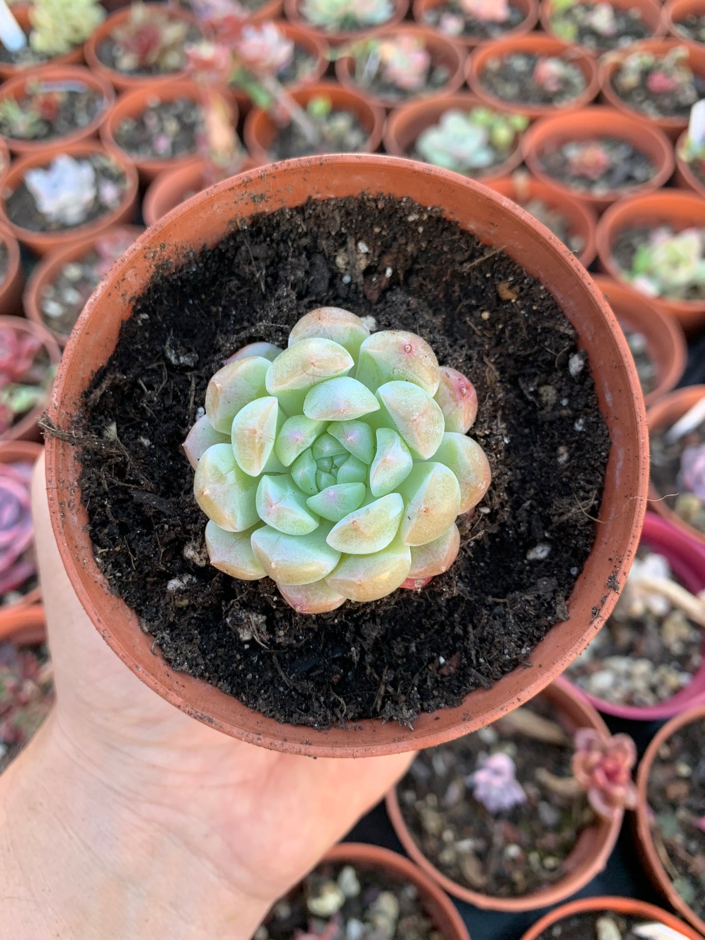 Echeveria „Barbie“