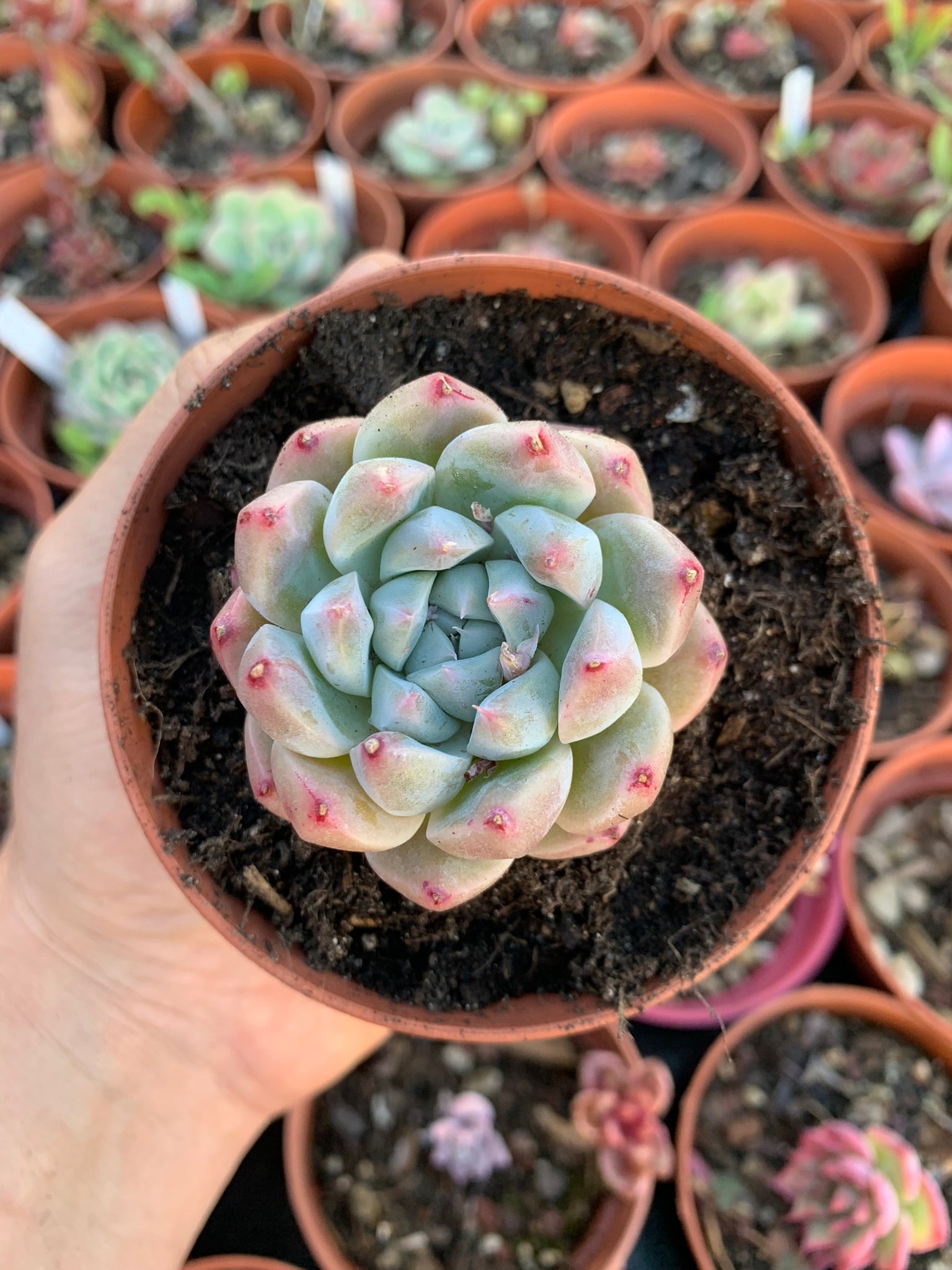 alba beauty succulent Echeveria "Alba Beauty" Korean – Succulovers