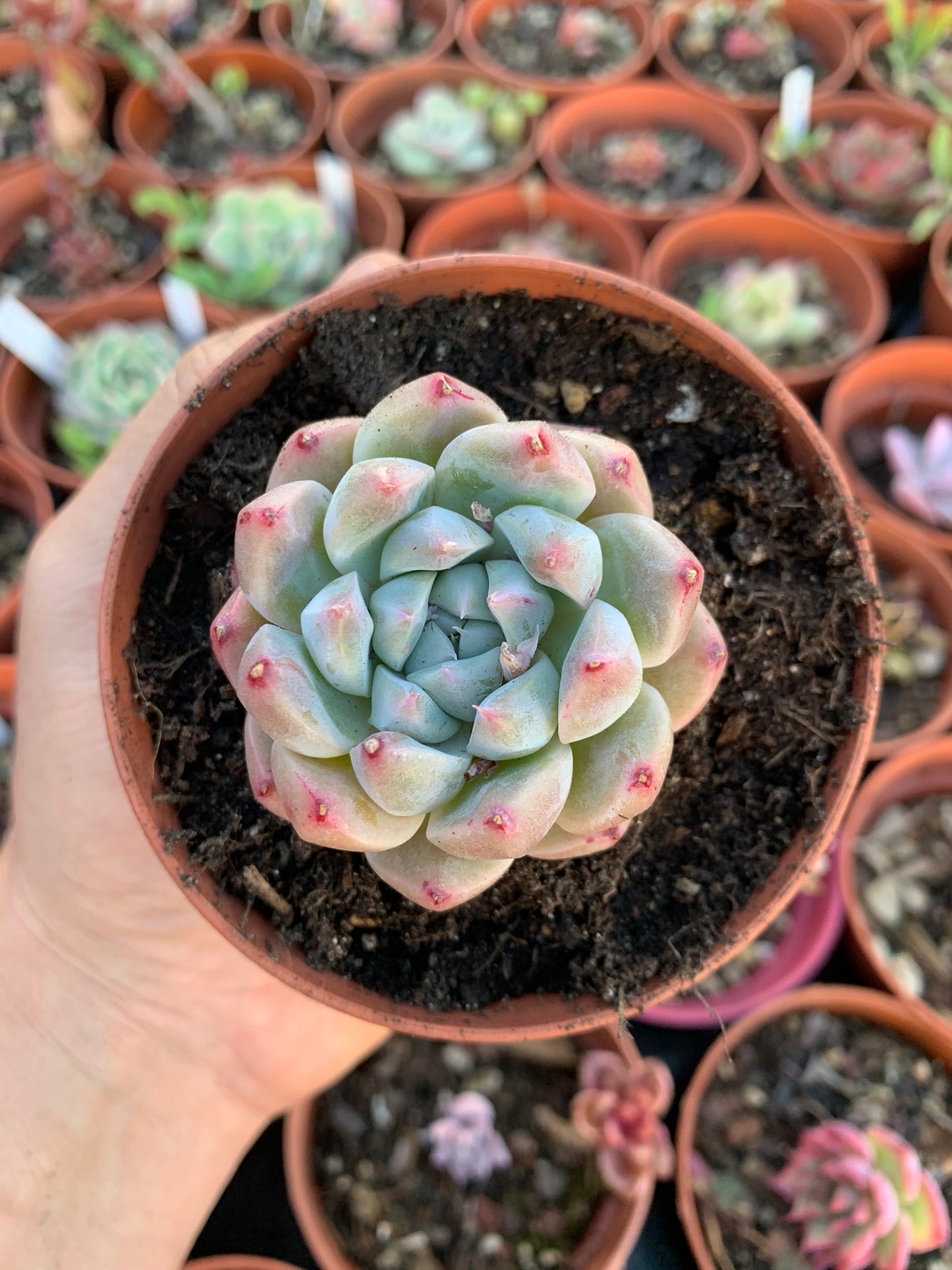 Echeveria "Alba Beauty" Coreano