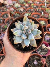Echeveria tolimanensis-Hybride