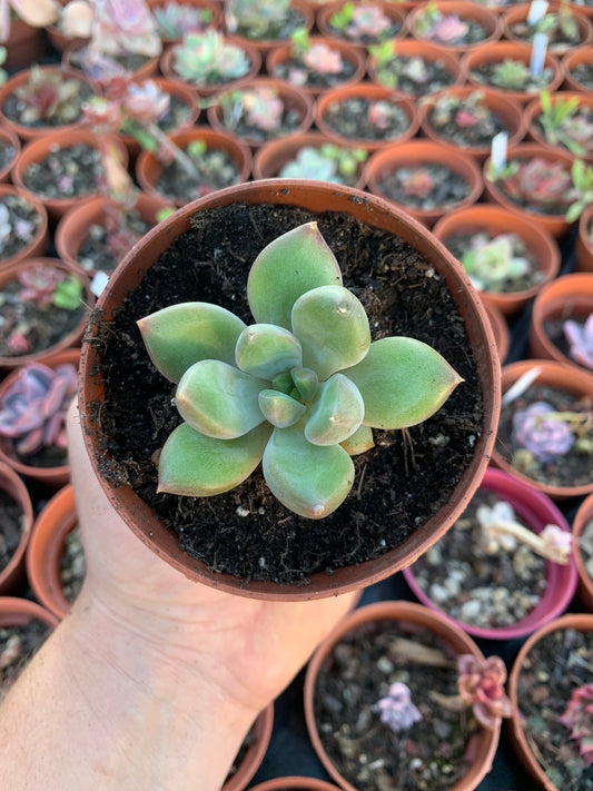 Pachyveria „Ruth“ (P. fitkaui x E. pulidonis)