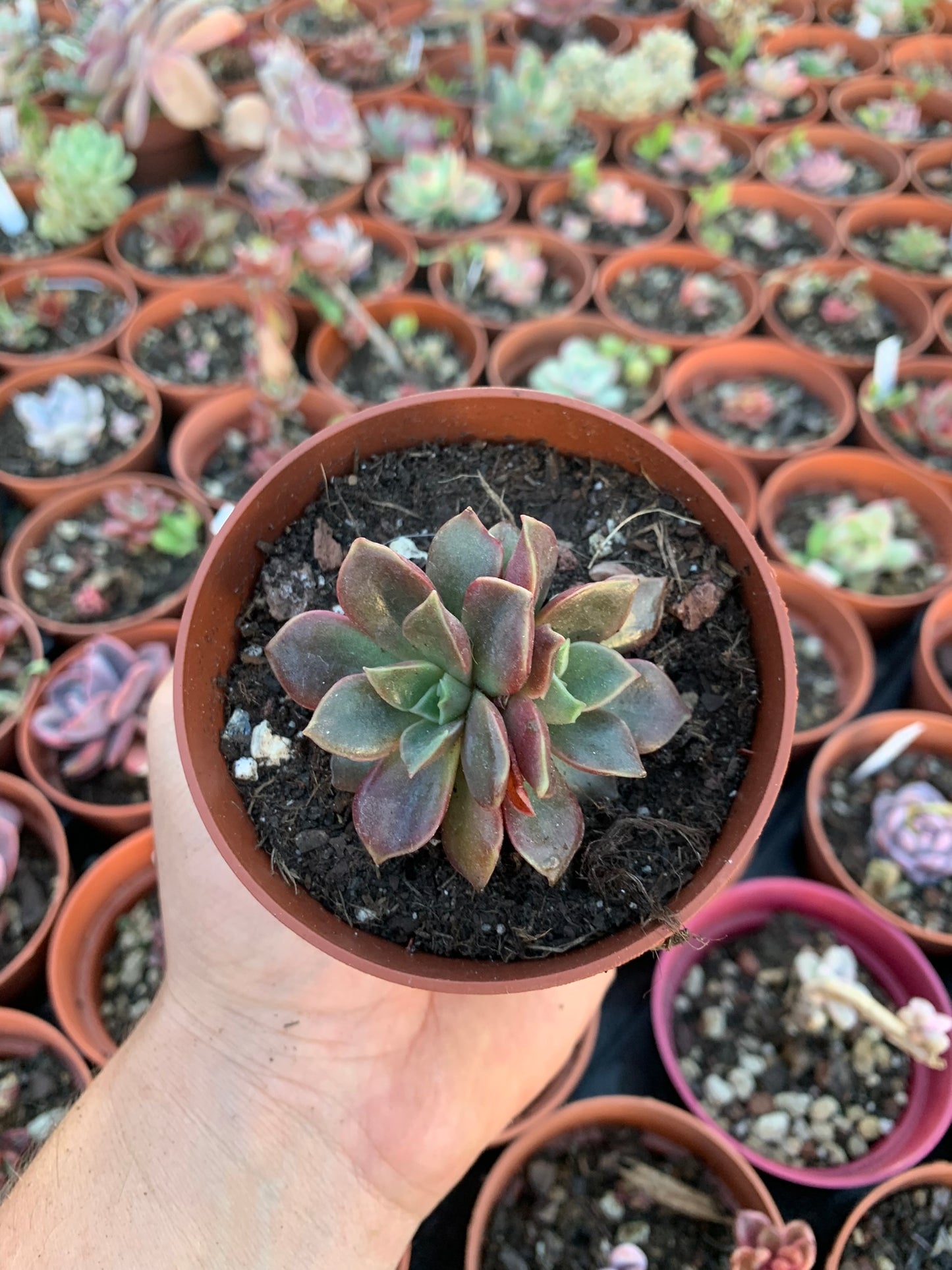 Echeveria "Mina" di Air Magic