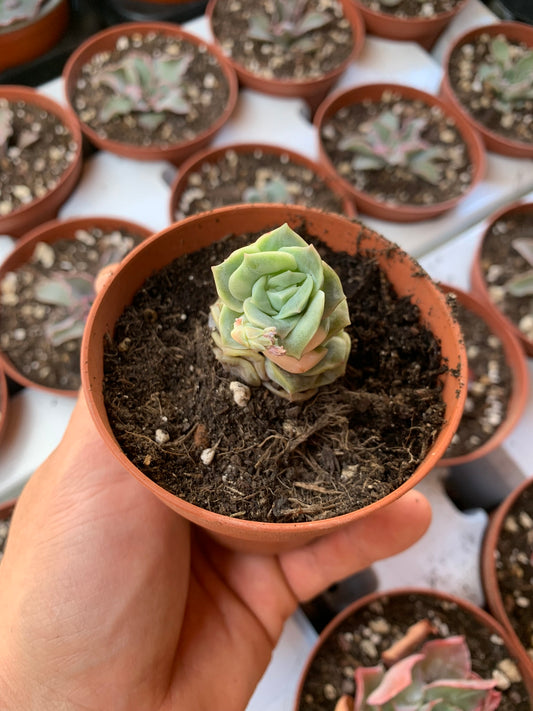Echeveria "Can can" variegated