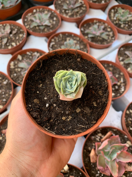 Echeveria "Can can" variegated