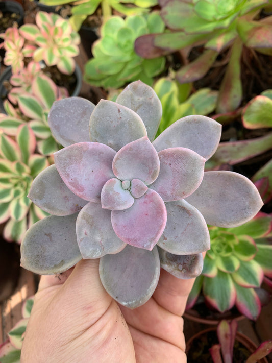 Echeveria "Apple Blossom" Coreano