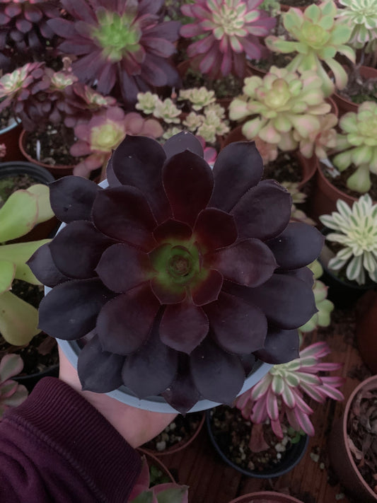 Aeonium "Volcano"