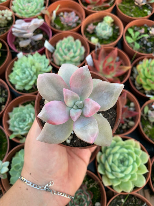 Echeveria "Aphrodite" Korean