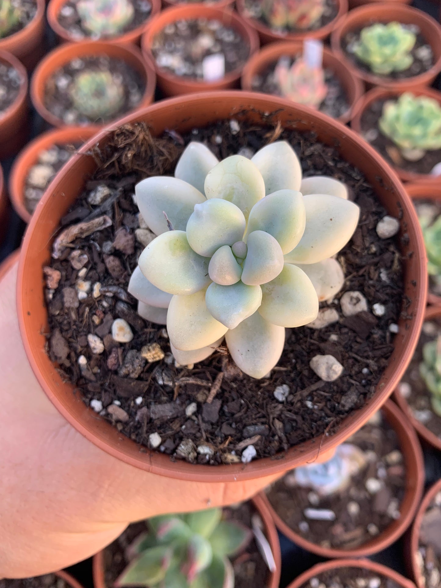 Graptopetalum "Ellen" variegado Korean