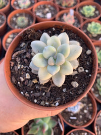 Graptopetalum "Ellen" variegado Korean