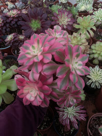 Aeonium „Pink Witch“, bunte Traube