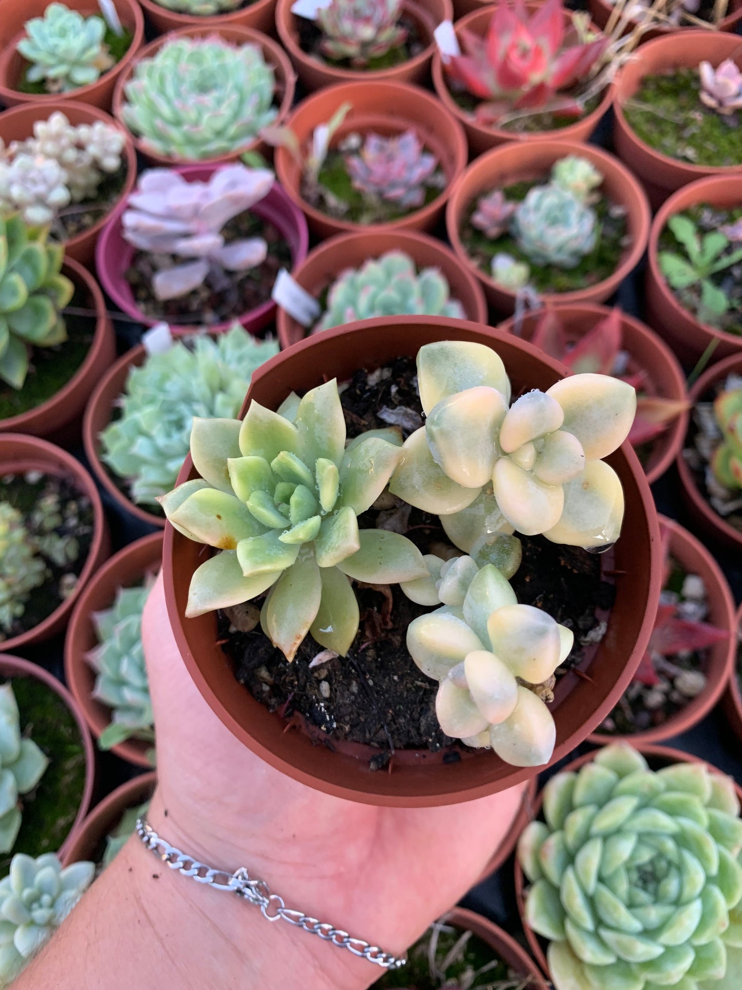 Graptosedum "Nuit Blanche" variegada y Sedeveria Markus Variegada Korean