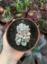 Echeveria "Hibrido"