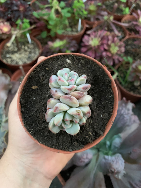 Echeveria "Hibrido"