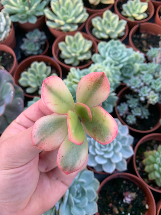 Echeveria "Prima Donna" Variegada Korean Cutting