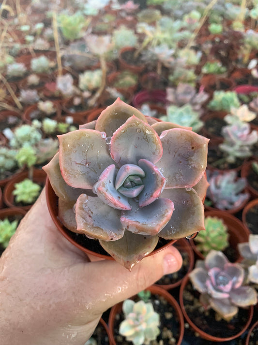 Graptoveria "Mrs Richards"