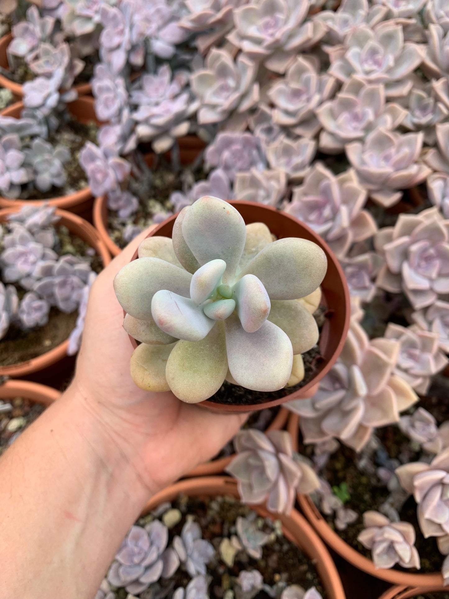 Graptopetalum "Amazoness" coreano
