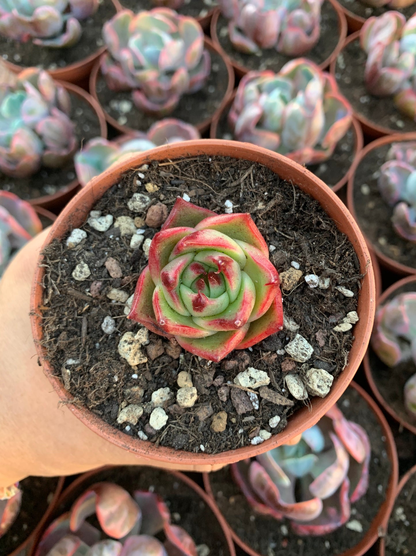Echeveria "Stella" Korean