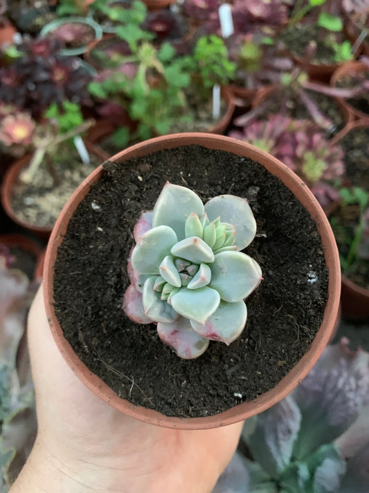 Echeveria "Hibrido"