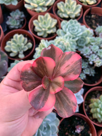 Echeveria "Prima Donna" Variegada Korean Cutting