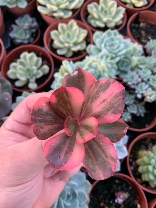 Echeveria "Prima Donna" Variegada Korean Cutting