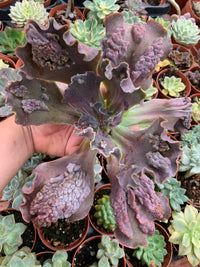 Echeveria "Regina Drago"
