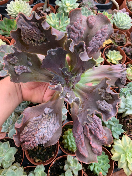 Echeveria "Regina Drago"