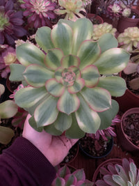 Aeonium "Pink Witch" mutacion  variegado