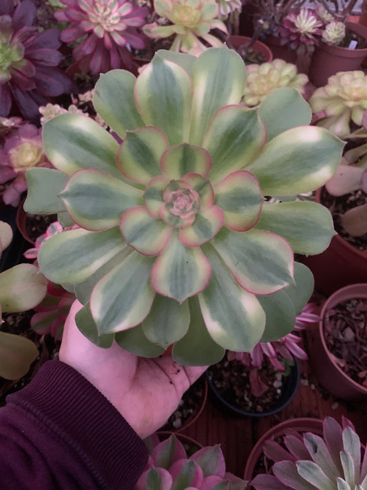 Aeonium „Pink Witch“, bunte Traube
