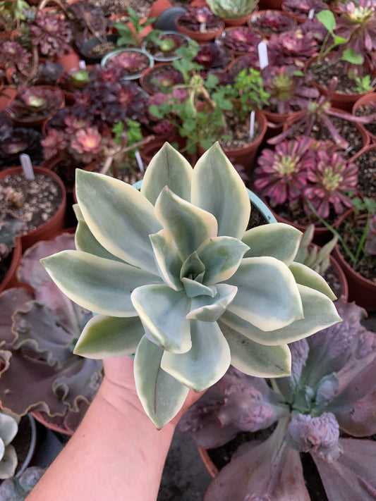 Graptoveria "Fred Ives" verde variegado coreano