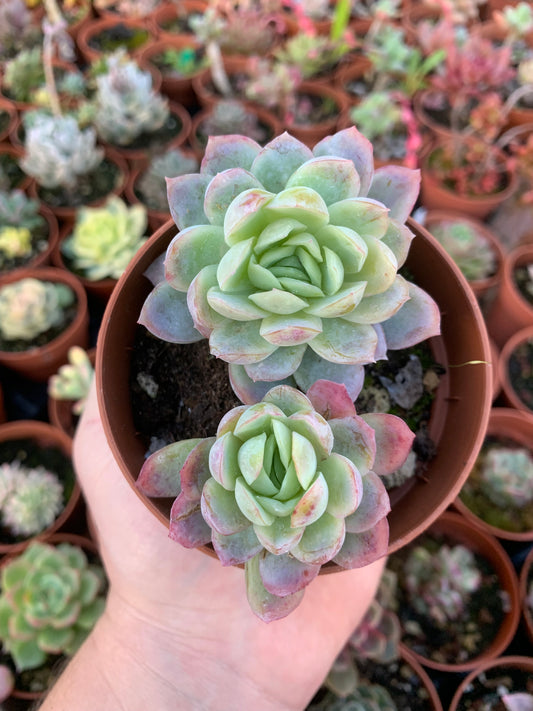 Echeveria elegans