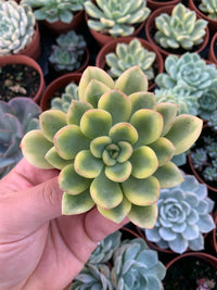 Echeveria ''Pulidonis'' Variegada Korean