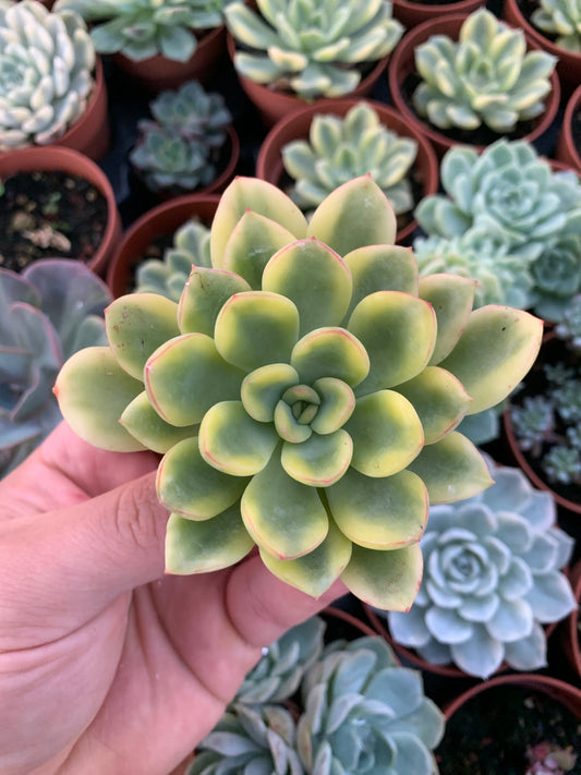 Echeveria ''Pulidonis'' Variegada Korean