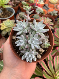 Dudleya "White greenii" Korean