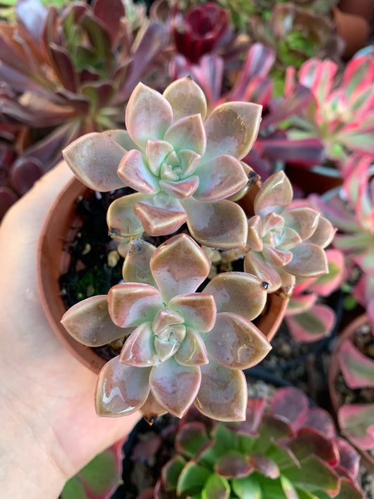 Graptopetalum paraguayense ssp bernealense Koreanisch