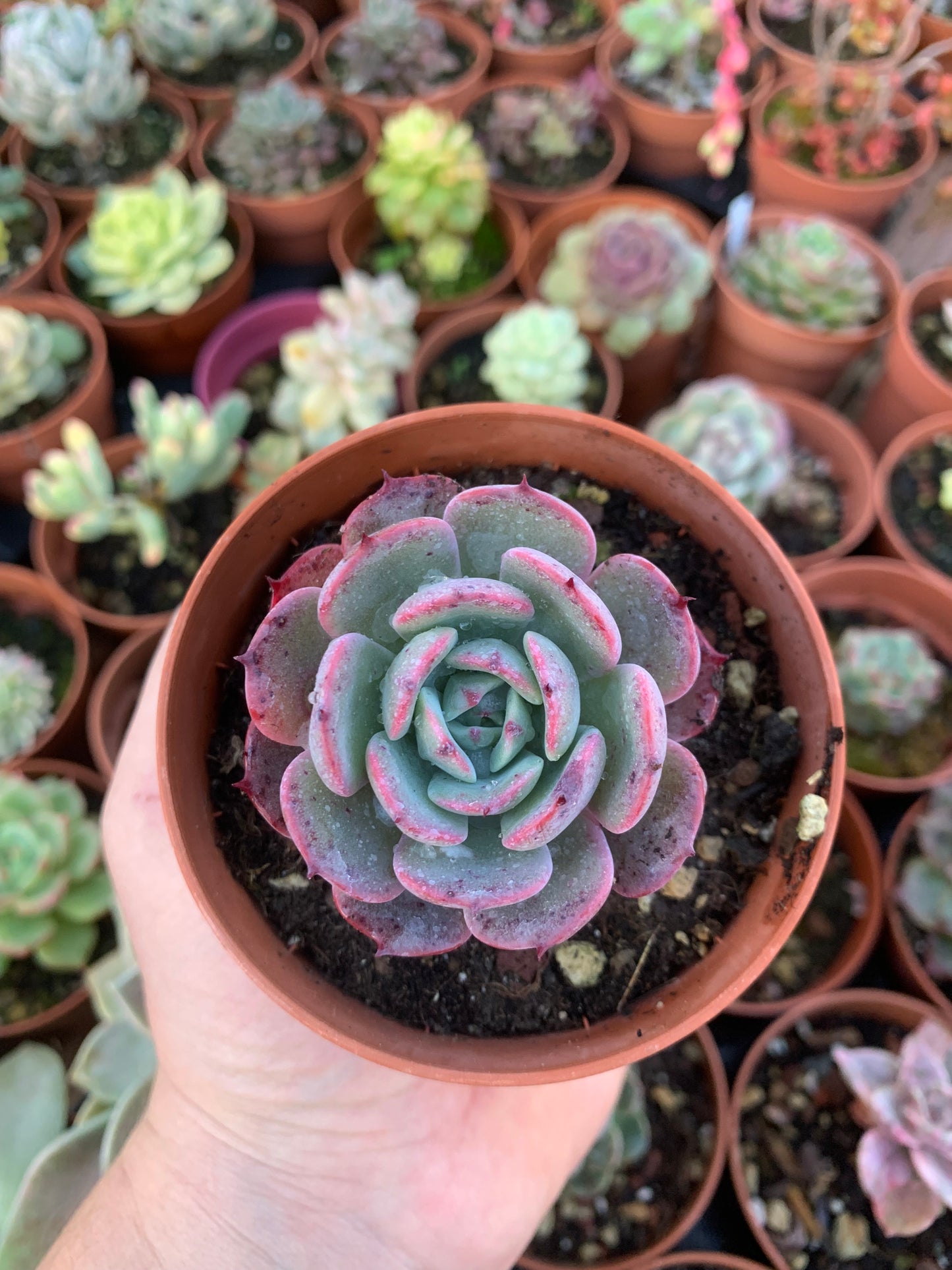 Echeveria Secunda "Azulita"