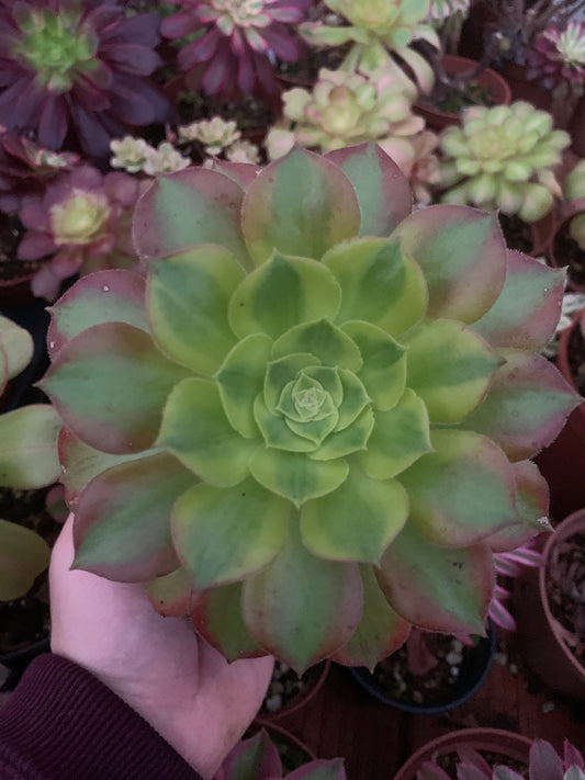 Aeonium "Green Lemon" variegado