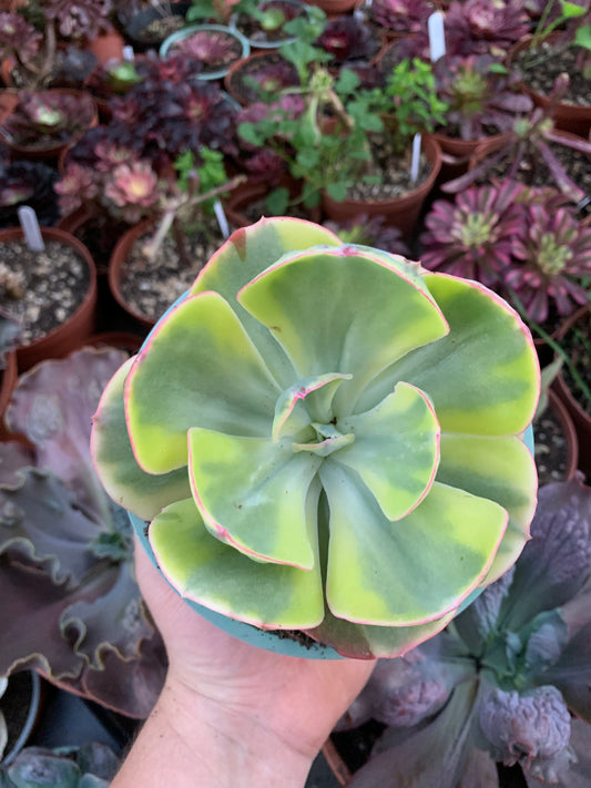 Echeveria "Enfant" variegada Korean