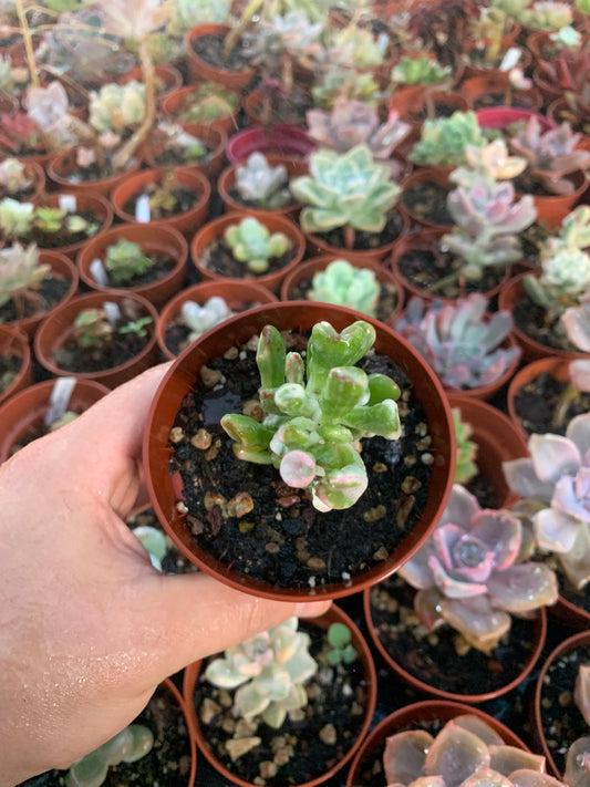 Crassula ovata variegata